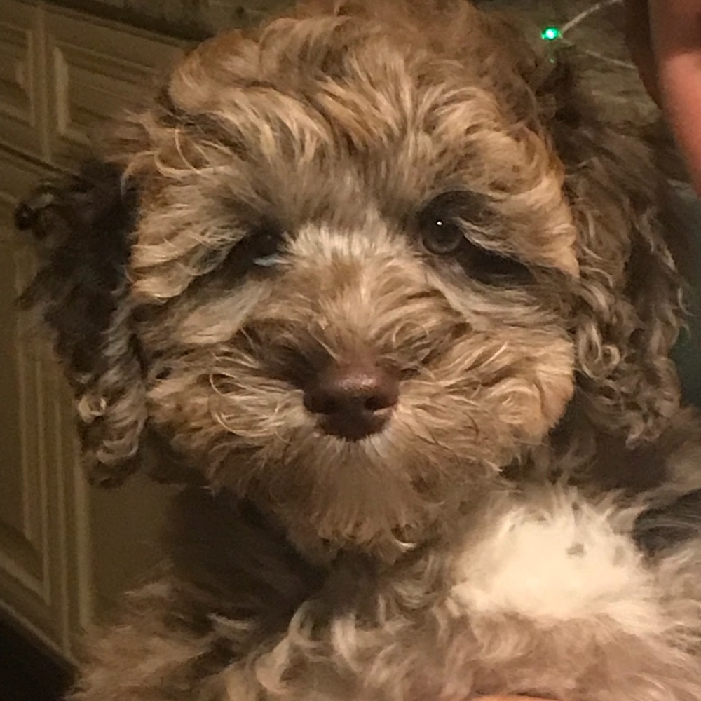 Meet your Posher, Marie